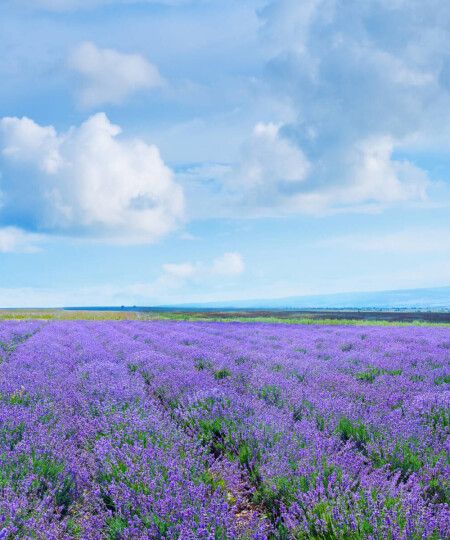 Лавандовые поля Алушты + Долина Приведений (с середины июня до конца июля)