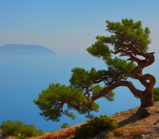 Сосна судакская