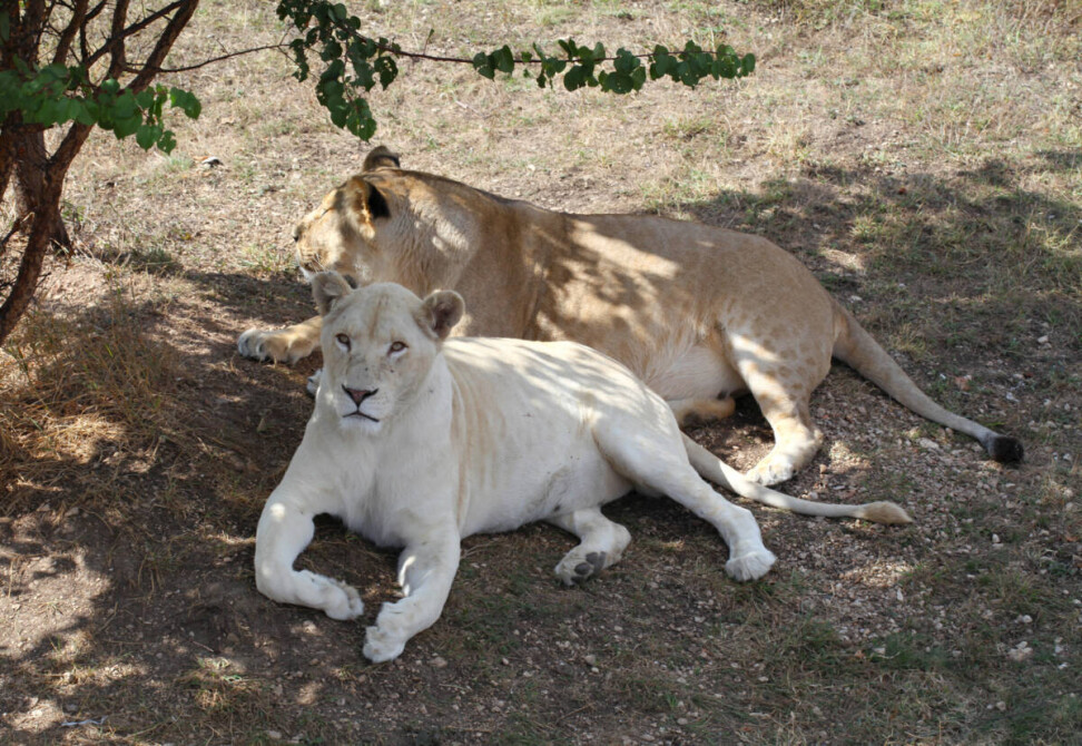 Сафари-парк Тайган