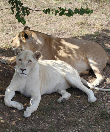 Сафари-парк Тайган