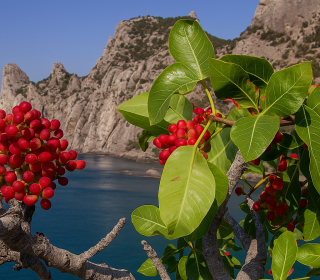 Фисташка туполистная