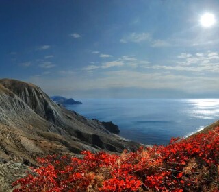 Крымская флора и фауна: что увидеть в окрестностях Алушты